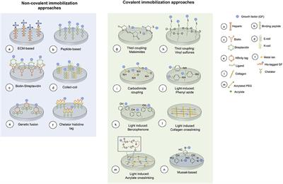 Immobilization of Growth Factors for Cell Therapy Manufacturing